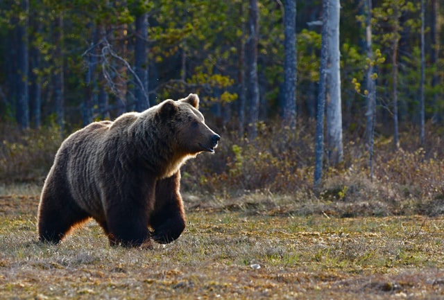 Animals - Project Finland